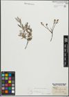 Foto von Salix repens subsp. incubacea (L.) A. Neumann